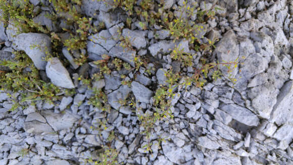 Image of Small-Flower Stinkweed