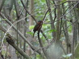 Image of Blue-headed Kingfisher