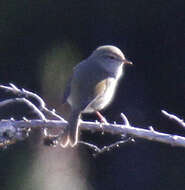 Image of Japanese Bush Warbler