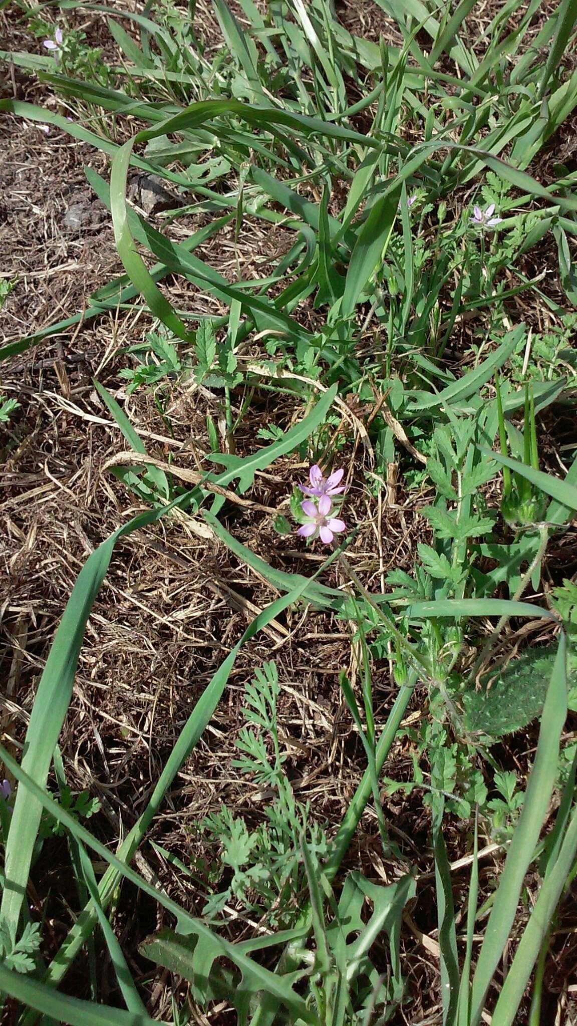 Image of musky stork's bill