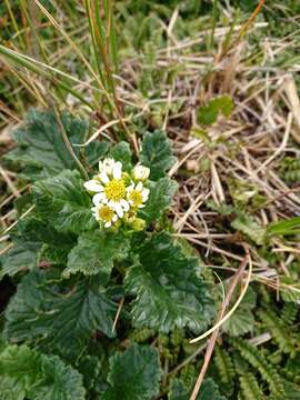 Sivun Iocenes acanthifolius (Hombr. & Jacq.) B. Nord. kuva