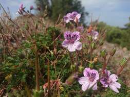 Sivun Erodium glandulosum (Cav.) Willd. kuva