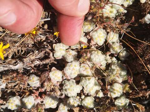 Image de Helichrysum herniarioides DC.