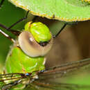 Image of Amazon Darner