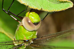 Image of Amazon Darner