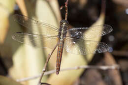 Image of Rosy Skimmer