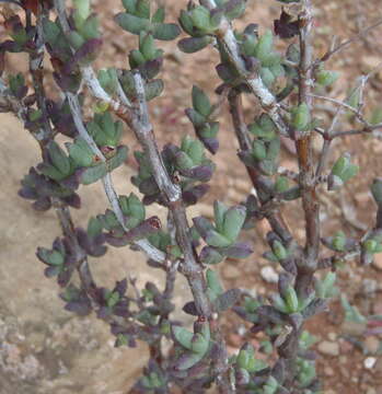 Image of Ruschia cradockensis subsp. cradockensis