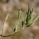 Image of Veronica orientalis subsp. orientalis