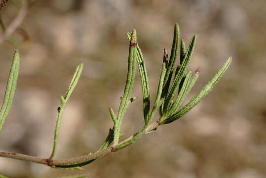 Image of Veronica orientalis subsp. orientalis