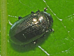 Image of Phratora vitellinae (Linnaeus 1758)