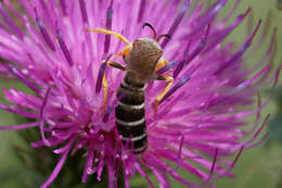 Halictus sexcinctus (Fabricius 1775)的圖片