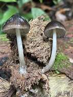 Imagem de Pluteus cubensis (Murrill) Dennis 1953