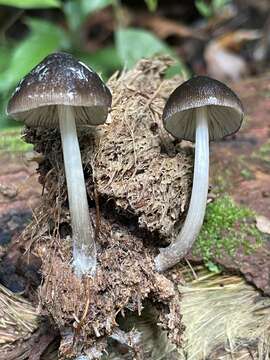 Imagem de Pluteus cubensis (Murrill) Dennis 1953