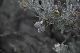 Image of Rhopalomyia hirtipomum Gagne 1985