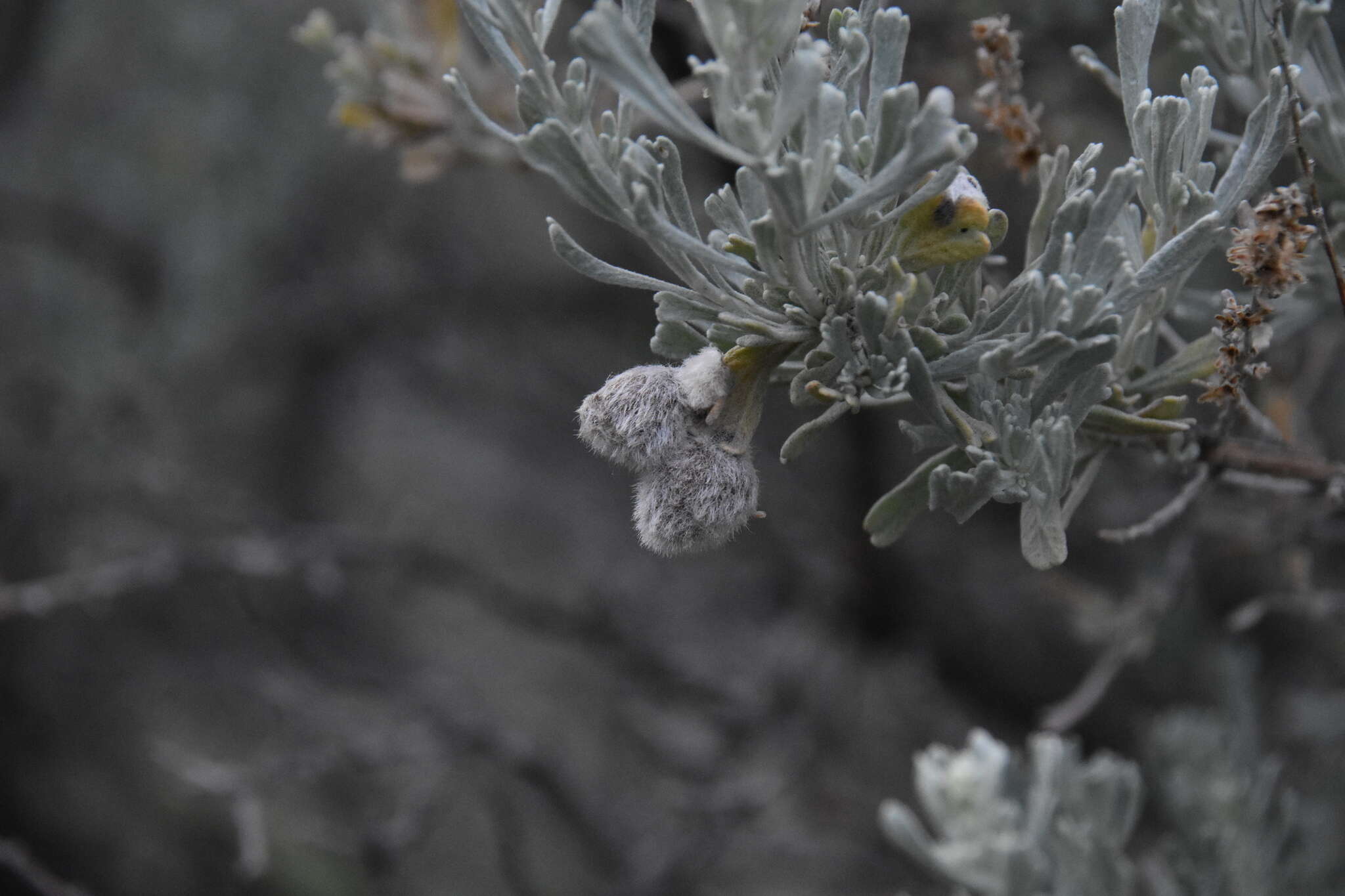 Imagem de Rhopalomyia hirtipomum Gagne 1985