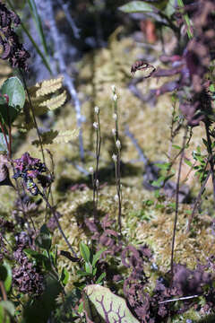 Image de Bartonia paniculata subsp. paniculata