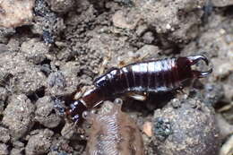 Image of Ringlegged earwig