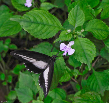 Image of White-banded Swallowtail