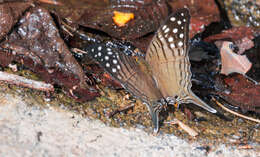 Image of Dappled Daggerwing