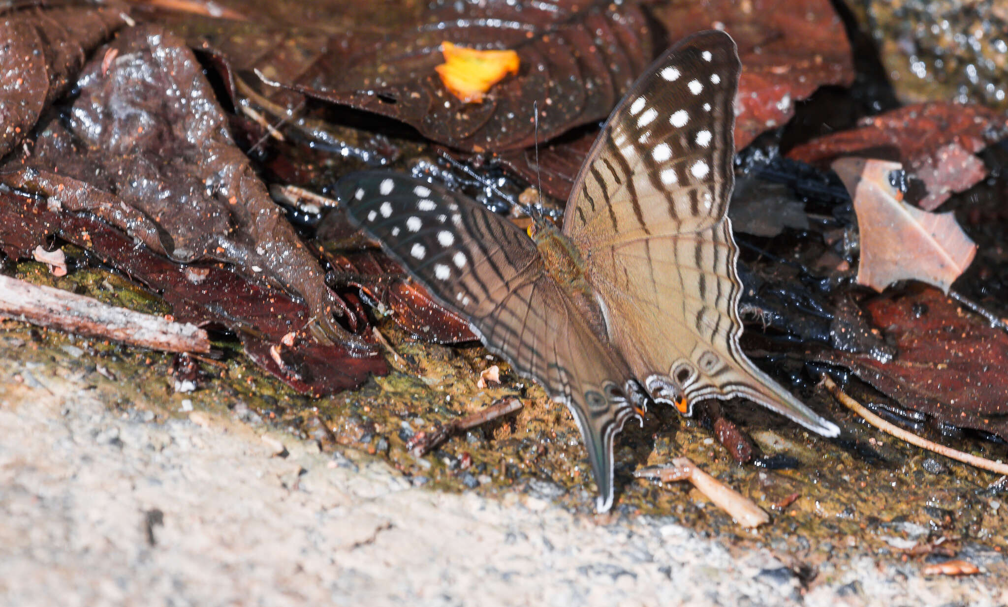 Image of Dappled Daggerwing