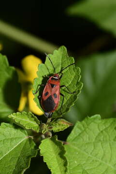 Image of <i>Pyrrhopeplus carduelis</i>