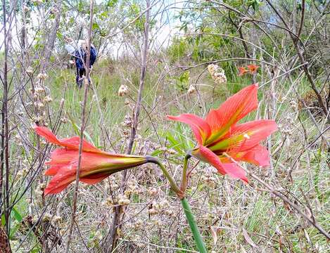 Image of Hippeastrum glaucescens (Mart. ex Schult. & Schult. fil.) Herb.