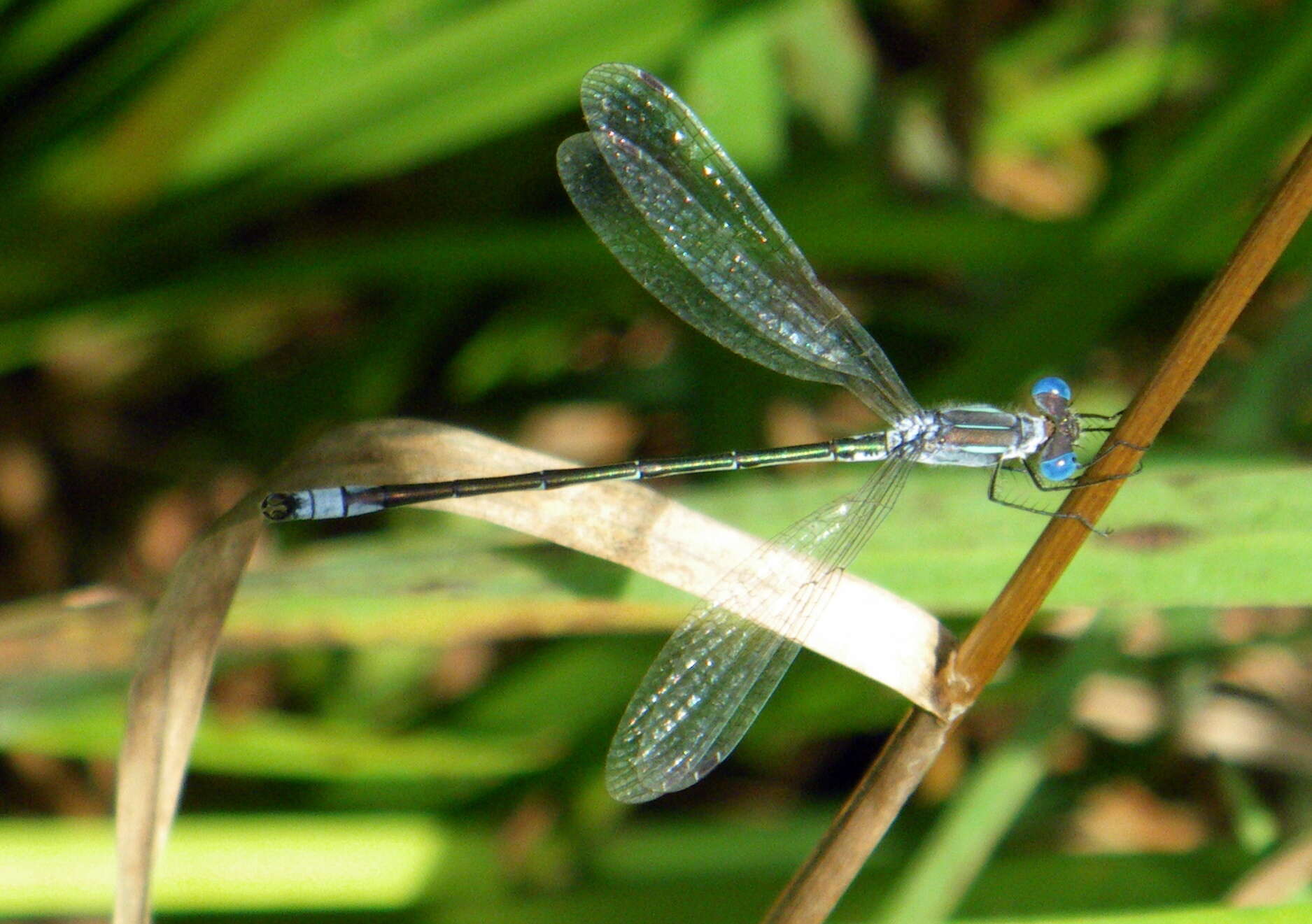 Plancia ëd Lestes unguiculatus Hagen 1861