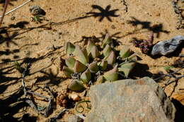 Image of Cheiridopsis excavata L. Bol.