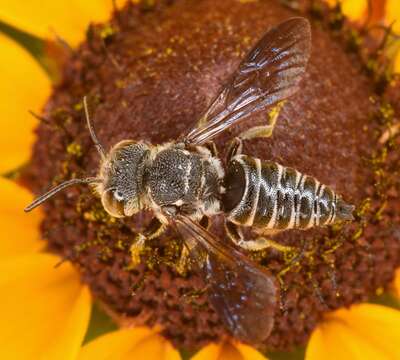 Image of Cyrtocoelioxys Mitchell 1973