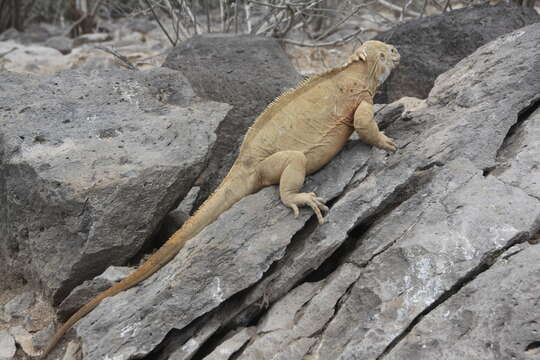 Image of Santa Fe Land Iguana