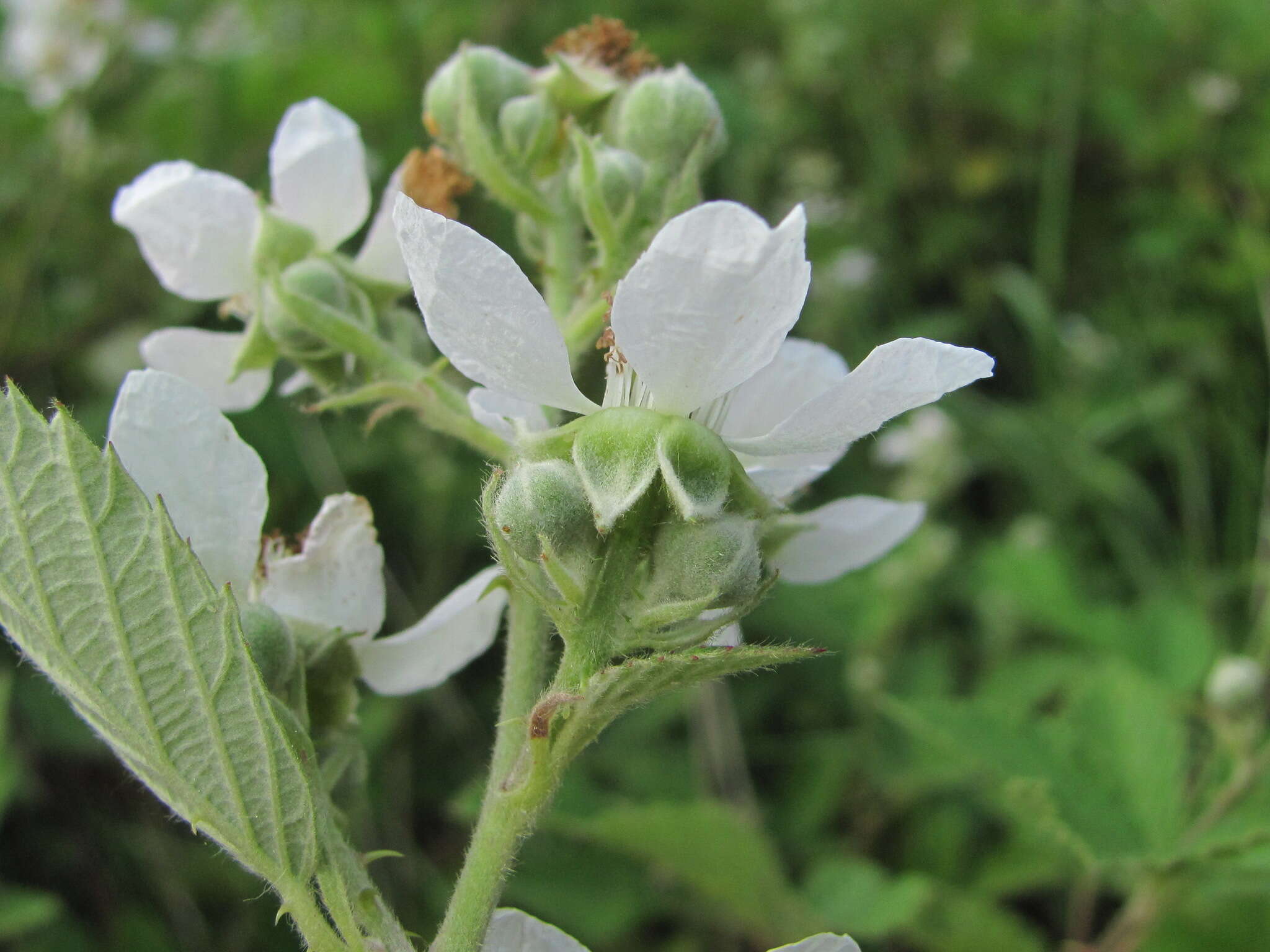 Image of Rubus silesiacus Weihe