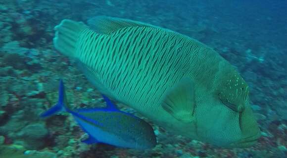 Image of Giant Wrasse