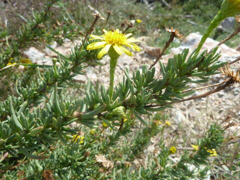 Image of Limbarda crithmoides subsp. longifolia (Arcang.) Greuter