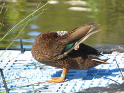 Image of Laysan Duck