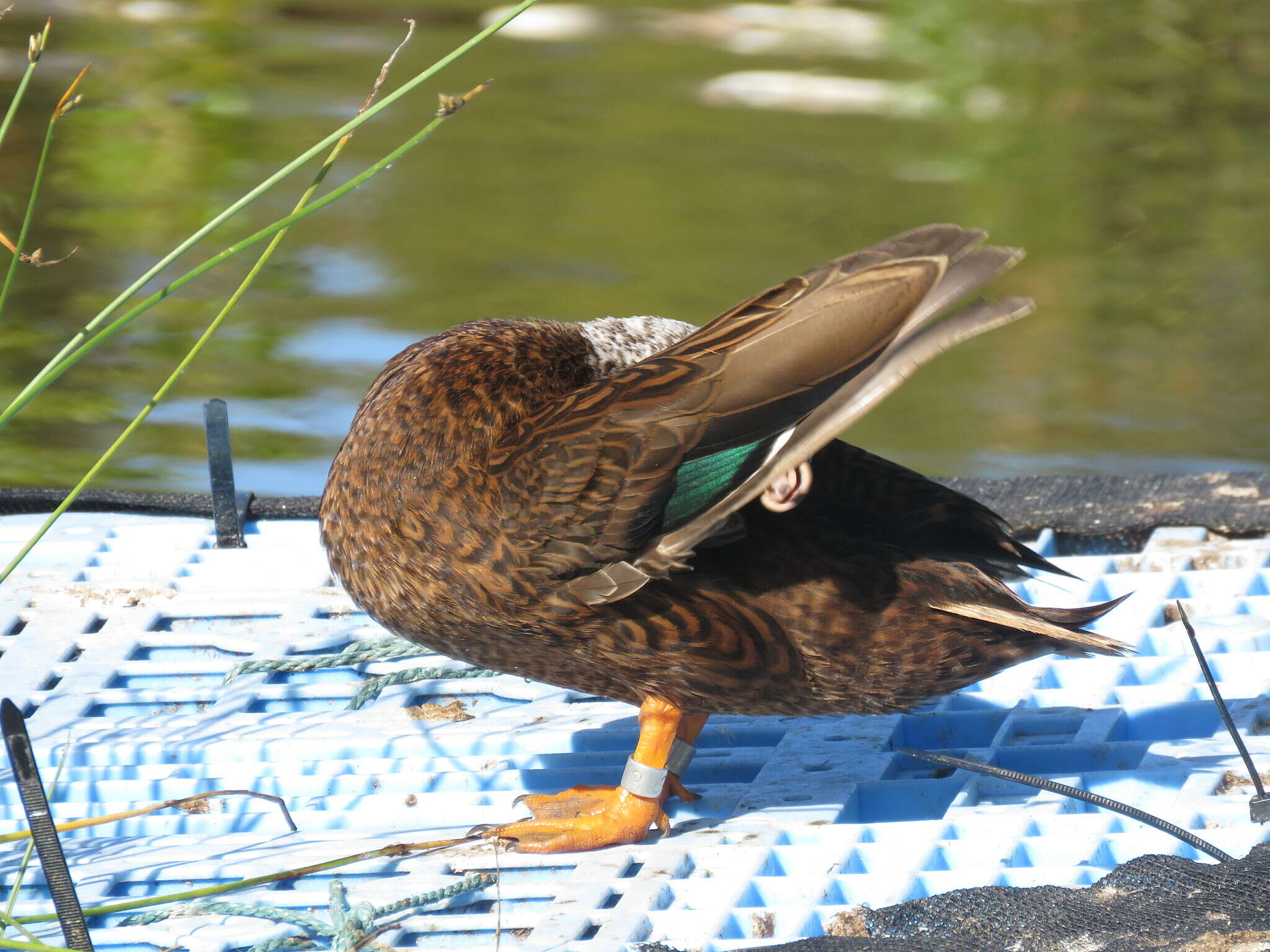 Image of Laysan Duck