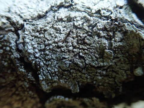 Image of pore lichen