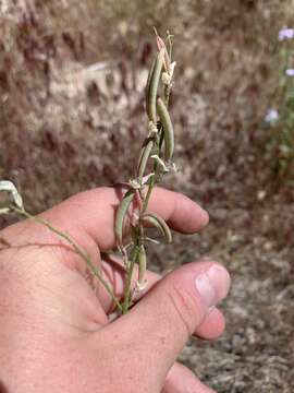 Image of Spring Mountain milkvetch