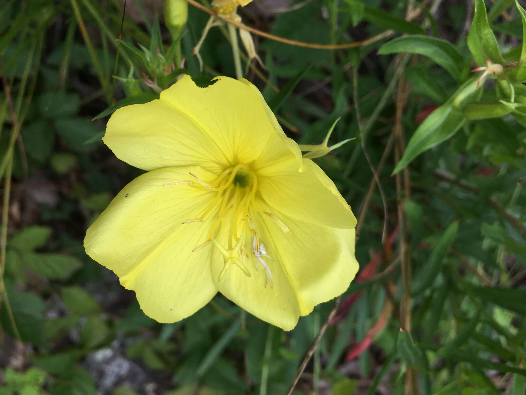 Oenothera argillicola Mackenzie的圖片