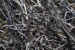 Image of Peruvian Pipit