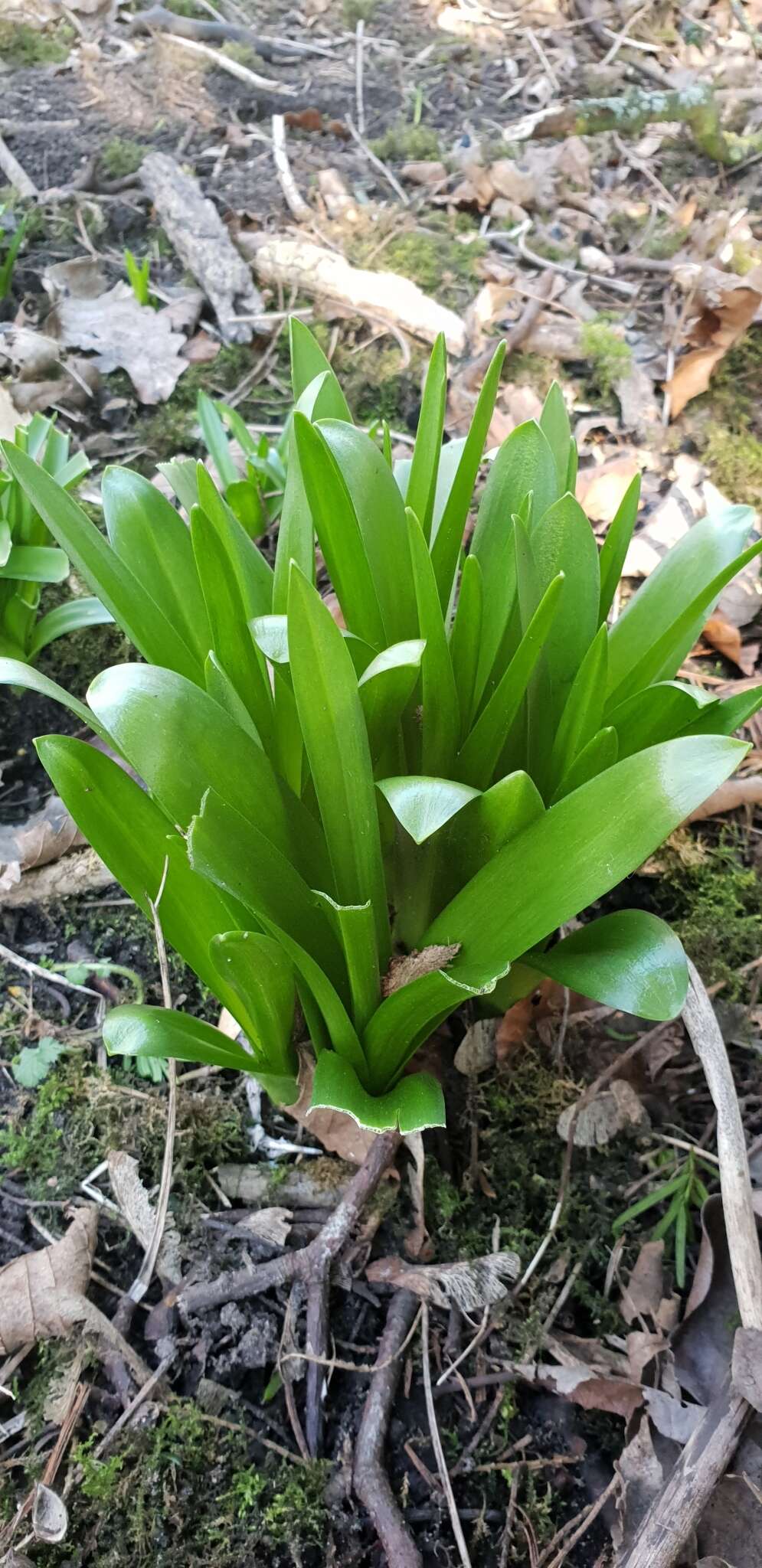 Image of Hispanic hyacinthoides