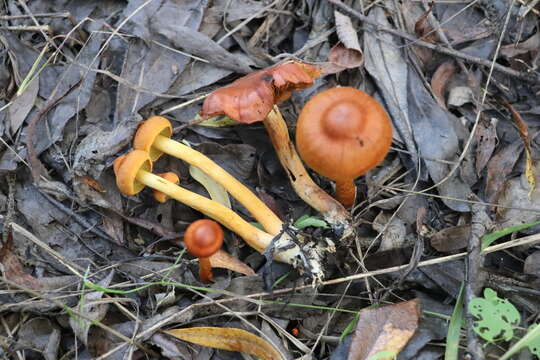 Image of Cortinarius uliginosus Berk. 1860