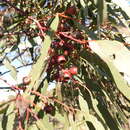 Image of Eucalyptus leucoxylon subsp. stephaniae K. Rule