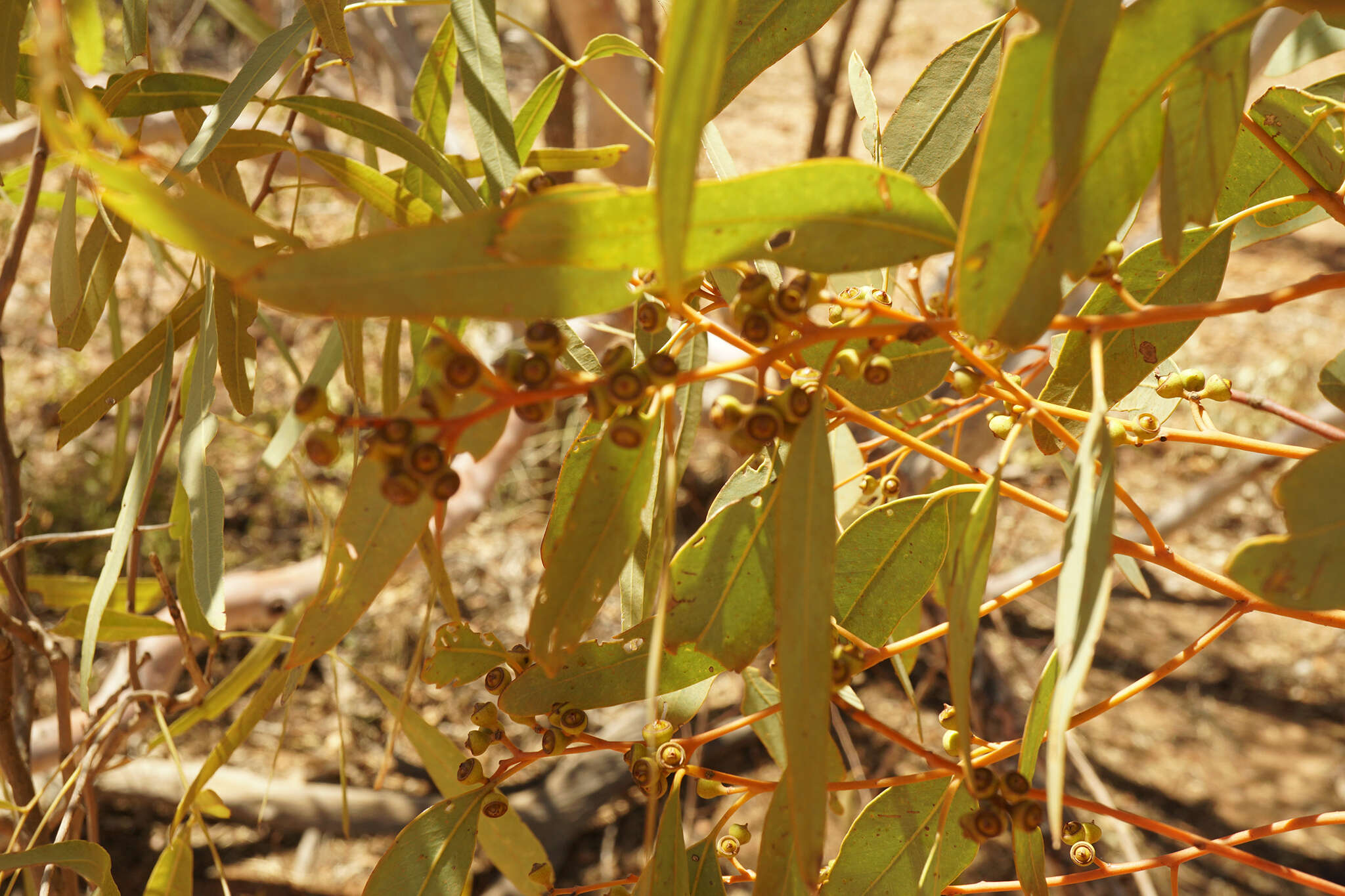 Image of Eucalyptus leucophloia subsp. euroa L. A. S. Johnson & K. D. Hill