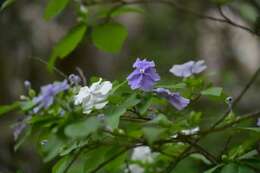 Brunfelsia australis Benth. resmi