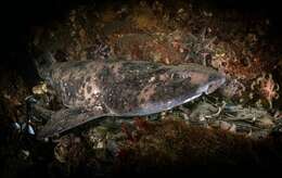 Image of Australian Swellshark