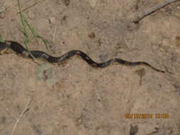 Image of Rat snakes