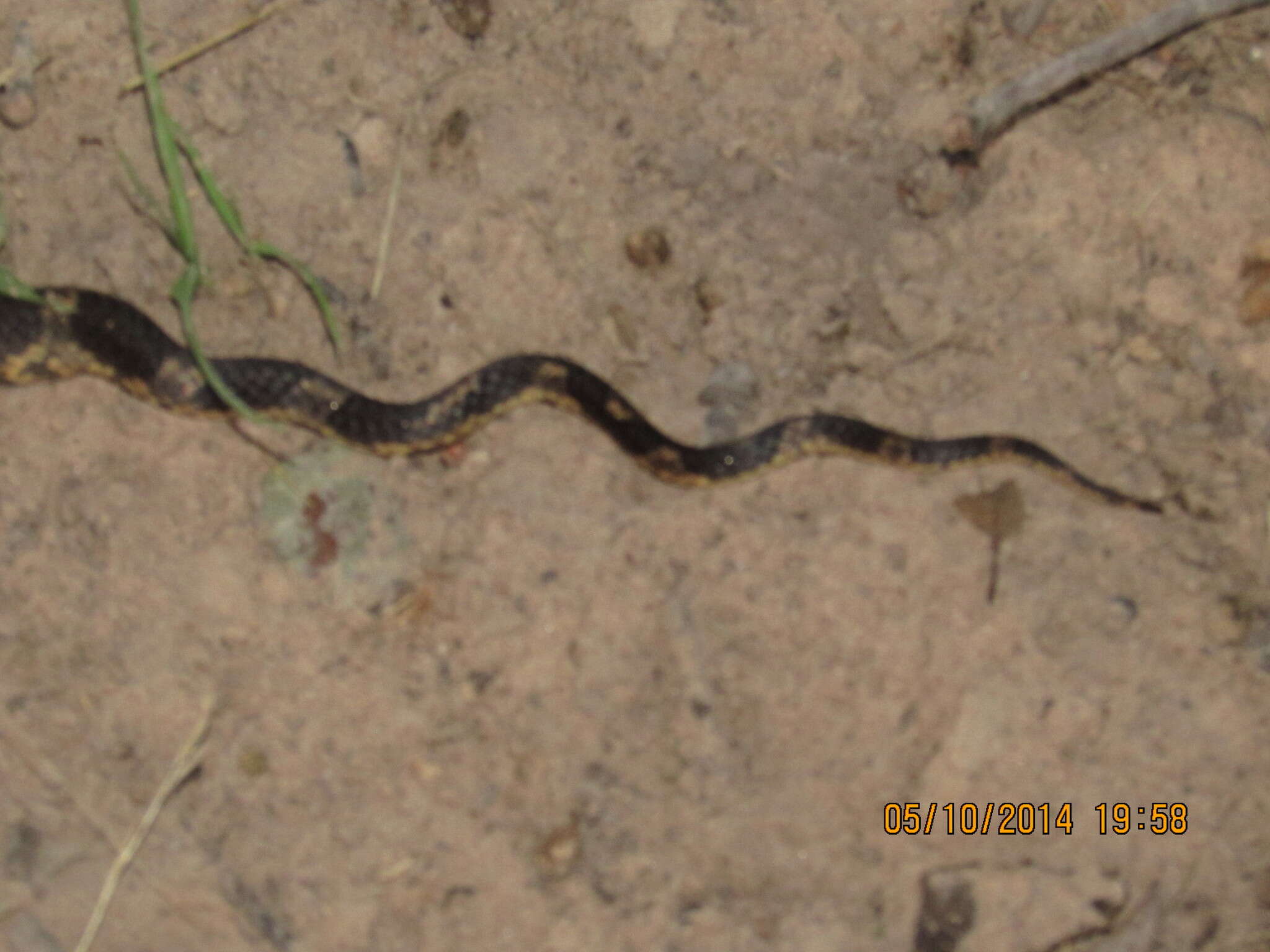 Image of Rat snakes