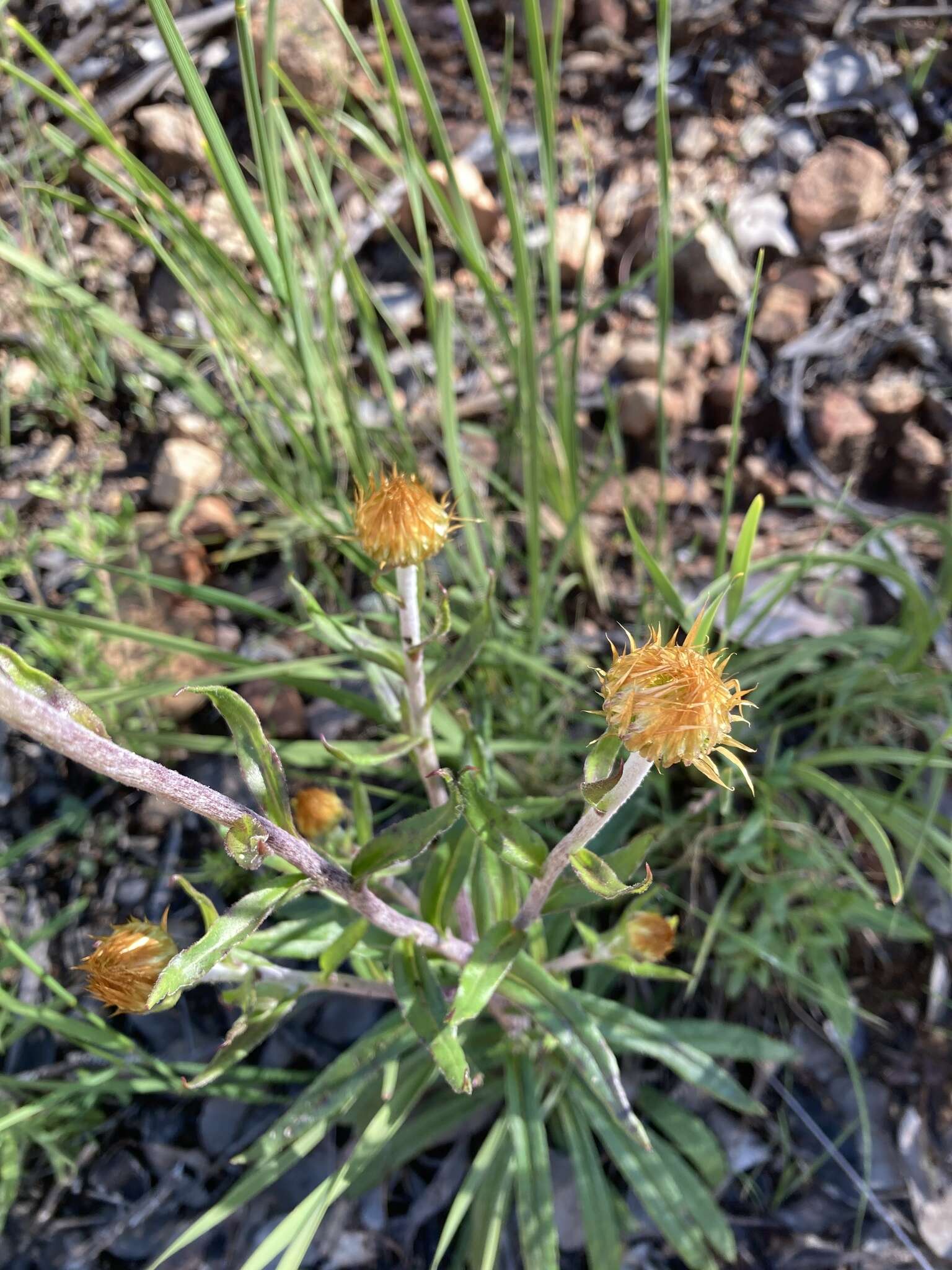 Image of Coronidium oxylepis (F. Müll.) Paul G. Wilson