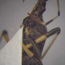 Sivun Dicranocephalus albipes (Fabricius 1781) kuva