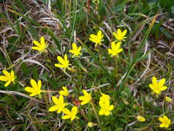 Saxifraga hirculus L. resmi